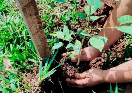 Avenida Antônia Spinosa recebe paisagismo com plantio de 20 mudas de ipê
