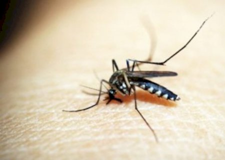 Brasil ultrapassa 1 milhão de casos de dengue em 2025