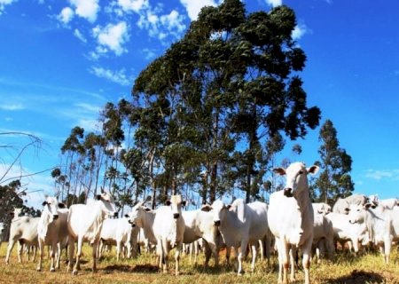 Atenção produtores: declaração semestral dos rebanhos começa na quinta-feira e segue até 2 de junho