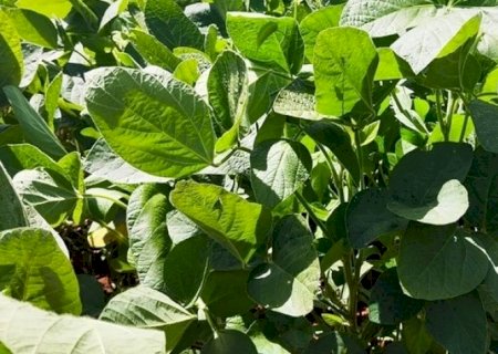 PIB da cadeia da soja e do biodiesel caiu 5,03% em 2024