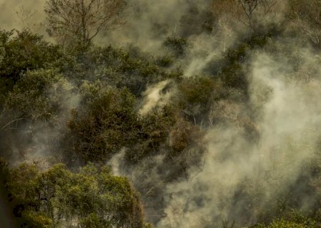 Crise climática pode provocar nova extinção em massa de várias espécies