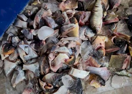 Sem licença ambiental, pescador é flagrado com 417 kg de peixes irregulares