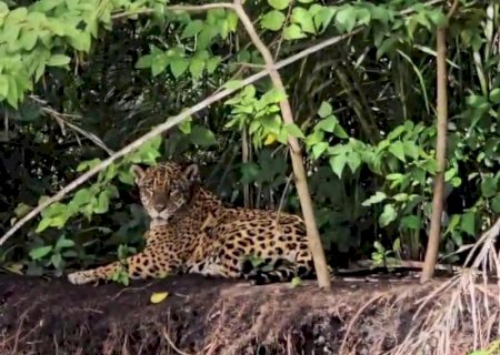 ‘Não é motivo para demonizar as onças’, diz biólogo sobre ataque a humano no Pantanal