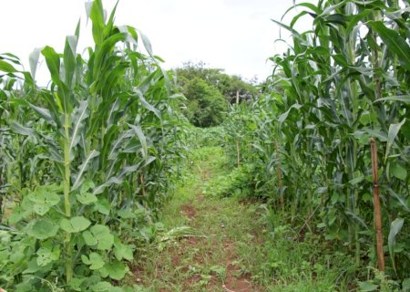 Cultivo de abóbora, feijão e milho na mesma área otimiza recursos para produtores