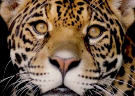 Alimentar animais selvagens é colocá-los em jaulas invisíveis, alertam entidades