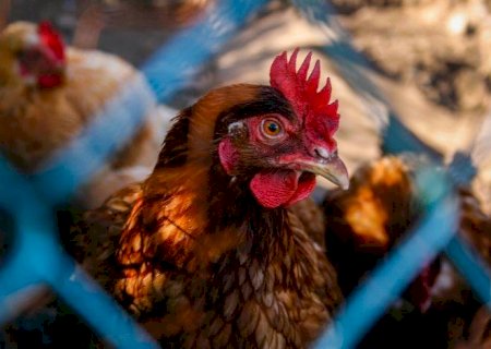 Preço do frango vivo atinge maior patamar em quase quatro anos