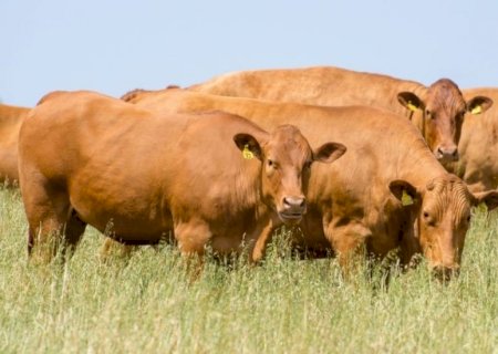 Marrocos autoriza a importação da carne bovina brasileira