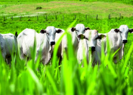 Atualização de rebanho: defesa para nossa riqueza