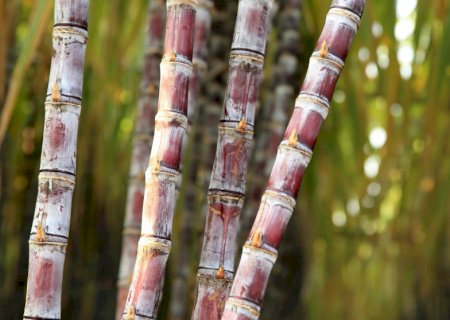 Cigarrinha das raízes: ameaça crescente para cana-de-açúcar que gera prejuízos econômicos, afetando tanto agricultores quanto indústria
