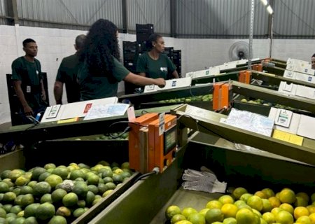 Trabalhos para estimativa da safra 2025-2026