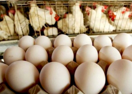 Terenos lidera exportações aos EUA de ovos produzidos em MS