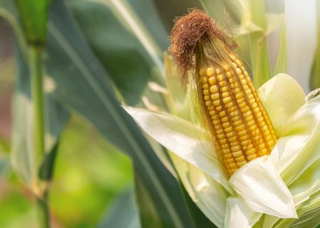 Eficiência e sustentabilidade marcam evolução do milho no Brasil