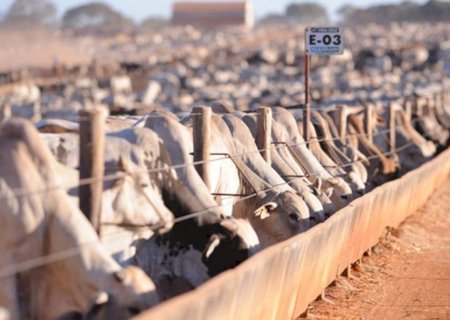 Nutriente ajuda no ganho de carcaça do gado e no acesso a mercados de carne premium