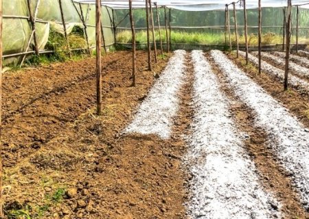O papel do calcário na sustentabilidade da agricultura