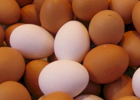 Exportação de ovos cresce mais de 300% em março