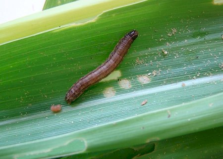 Novo bioinseticida tem 85% de eficácia contra a lagarta-do-cartucho, diz Embrapa