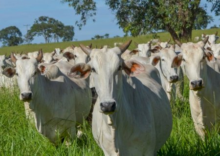 Apesar da alta na arroba do boi e valorização do bezerro, mercado exige cautela em MS