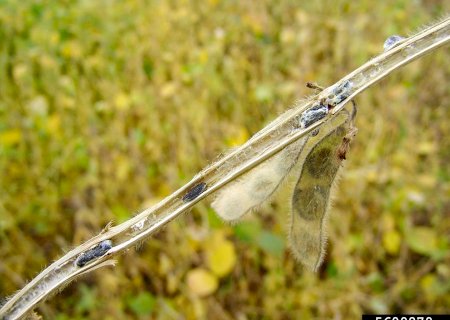 Cientistas desenvolvem técnica sustentável para produção de fungo que controla doenças agrícolas