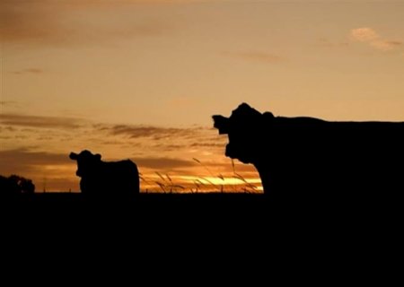 Exportações de carne bovina sobem 12% no 1º trimestre de 2025