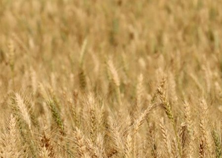 Substituição de fertilizantes por bioinsumos: Benefícios
