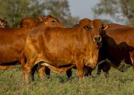 Raça Boran está prestes a chegar ao Brasil