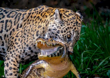Cevar onças é um risco real, já que prática humana pode transformar felinos em ameaça