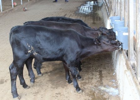 Bezerros mais resistentes ao calor nascem pela primeira vez no Brasil