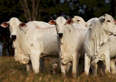 Preços do boi gordo: encurtamento das escalas gera maiores negociações