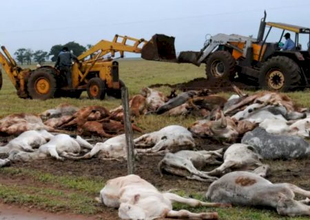 Morte de gado por frio extremo traz alerta para perigo de hipotermia em rebanhos bovinos