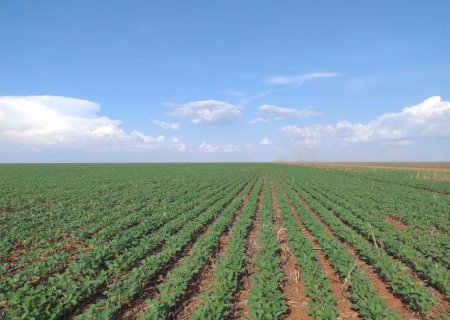 Vazio sanitário começa no dia 15 de junho, em Mato Grosso do Sul