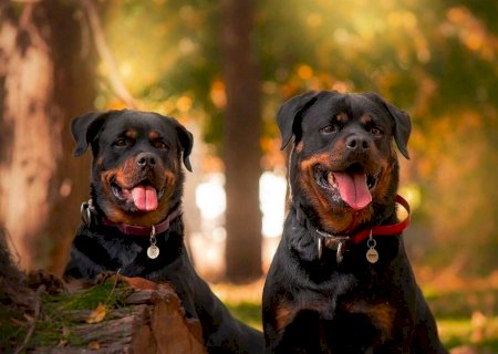 Rottweilers invadem casas, matam filhotes de gatos e assustam crianças em bairro de Campo Grande