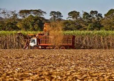 Mato Grosso do Sul mantém produção de cana estável