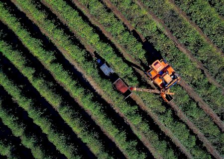 Safras eleva previsão de colheita de café do Brasil e agora vê queda de 1% ante 2024