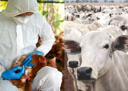 O que o caso de influenza aviária pode ensinar para a pecuária bovina?