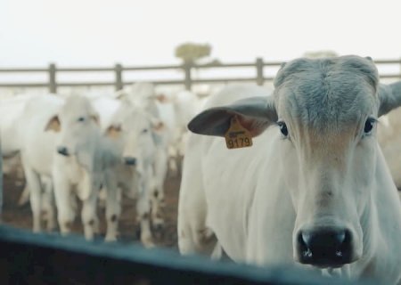 Arroba do boi gordo: confira os preços neste início de semana