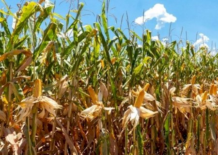 Projeção para colheita mundial de grãos cresce para 2,375 bi de toneladas