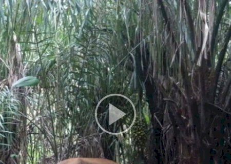 Onça-parda magra e macaco curioso são flagrados por câmeras no Pantanal