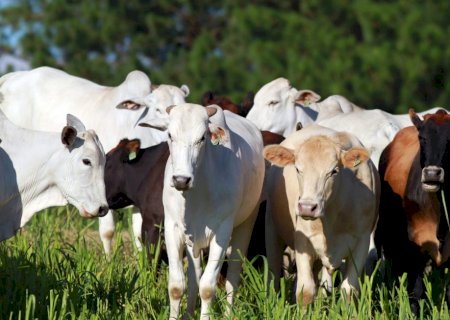 Preço do boi gordo deve cair em maio, mas exportação ainda segura tombo maior