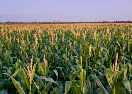 Milho 2ª safra: produzir um hectare custa R$ 4,4 mil, em Mato Grosso do Sul
