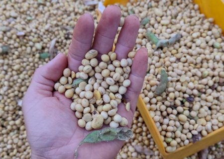 Colheita da safra de soja 2024/2025 foi concluída no Mato Grosso do Sul