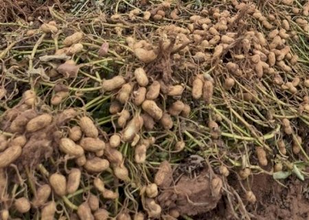 Amendoim avança no Brasil com pesquisa e bate recorde de produção | Brasilagro