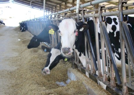 Pesquisa mineira avança em alternativas para mitigar gases de efeito estufa na agropecuária
