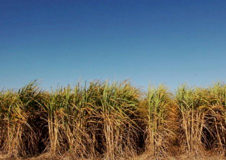 Etanol tem alta nas vendas, mas cotações do açúcar caem