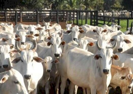 Produtores rurais têm até 2 de junho para declarar rebanho em MS