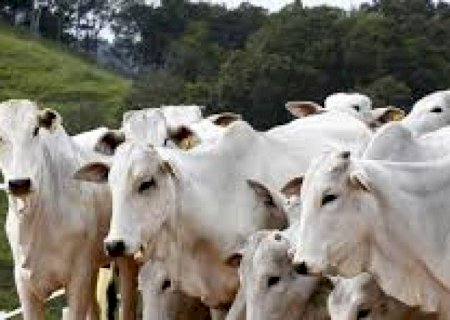Pecuarista resistem no preço da arroba menos que R$ 300/@