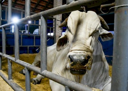 Marco histórico: MS recebe status de área livre de aftosa, apto para ampliar mercados da carne