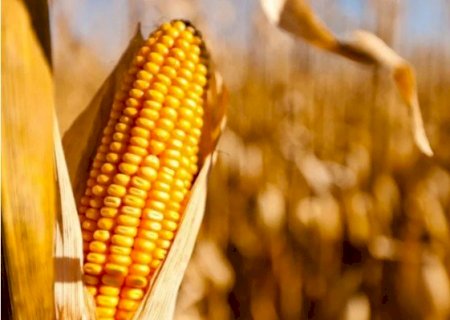 Produção de milho no Brasil deve atingir 131 milhões de toneladas e impulsiona cenário global de grãos