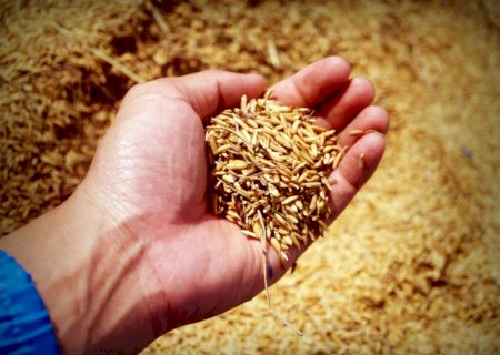 Quedas de preços do arroz limitam margens de produtores