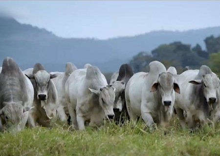 Integração lavoura, pecuária e floresta podem ajudar na recuperação de áreas agrícolas