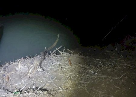 Jiboia de 2 metros é resgatada na Avenida Presidente Vargas, em Dourados-MS e devolvida a natureza